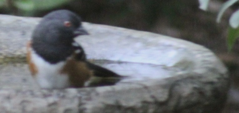 Spotted Towhee - ML642136145