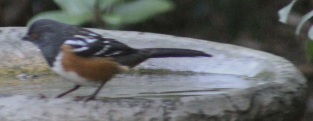 Spotted Towhee - ML642136146