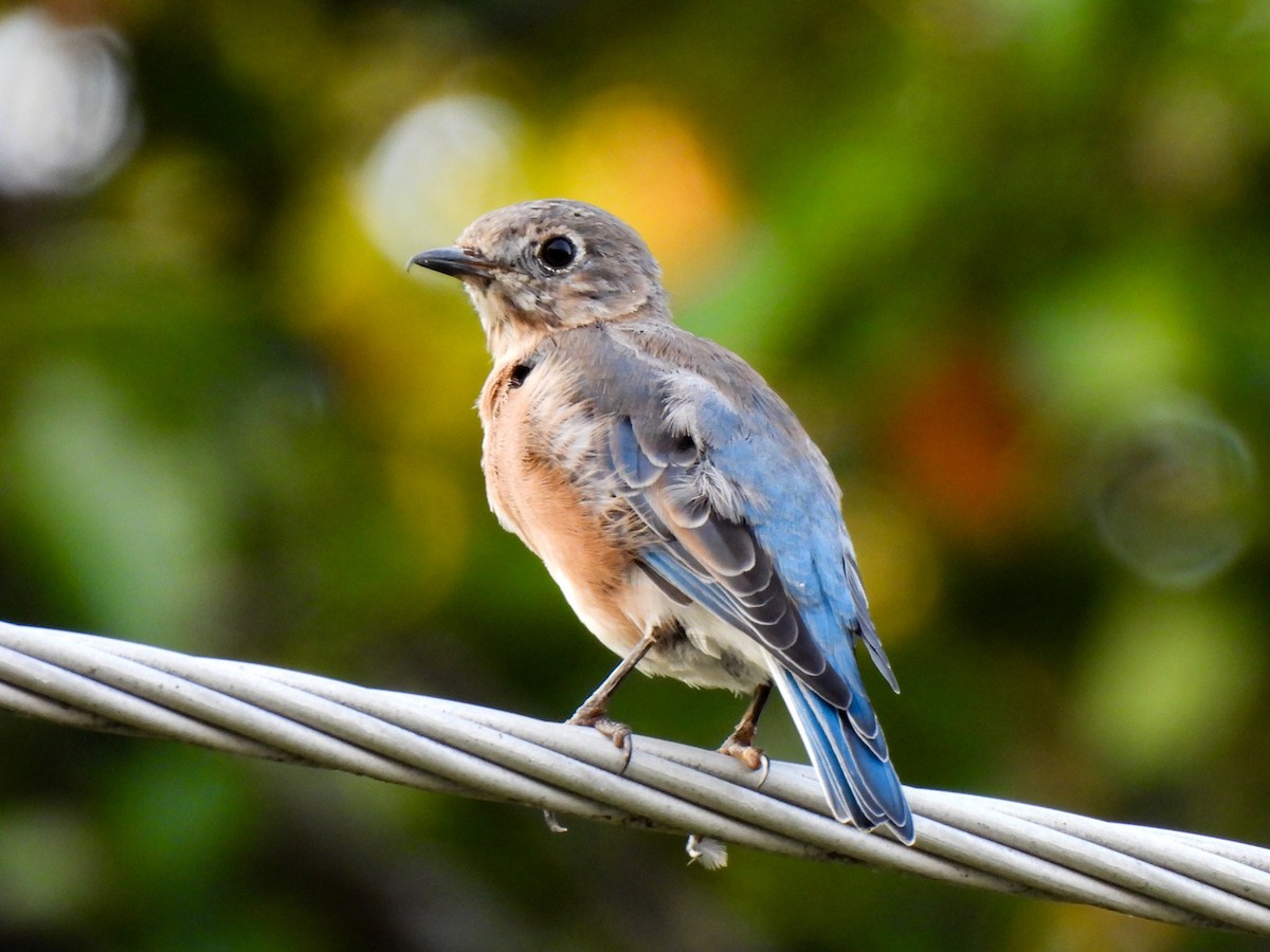 Eastern Bluebird - ML642136147