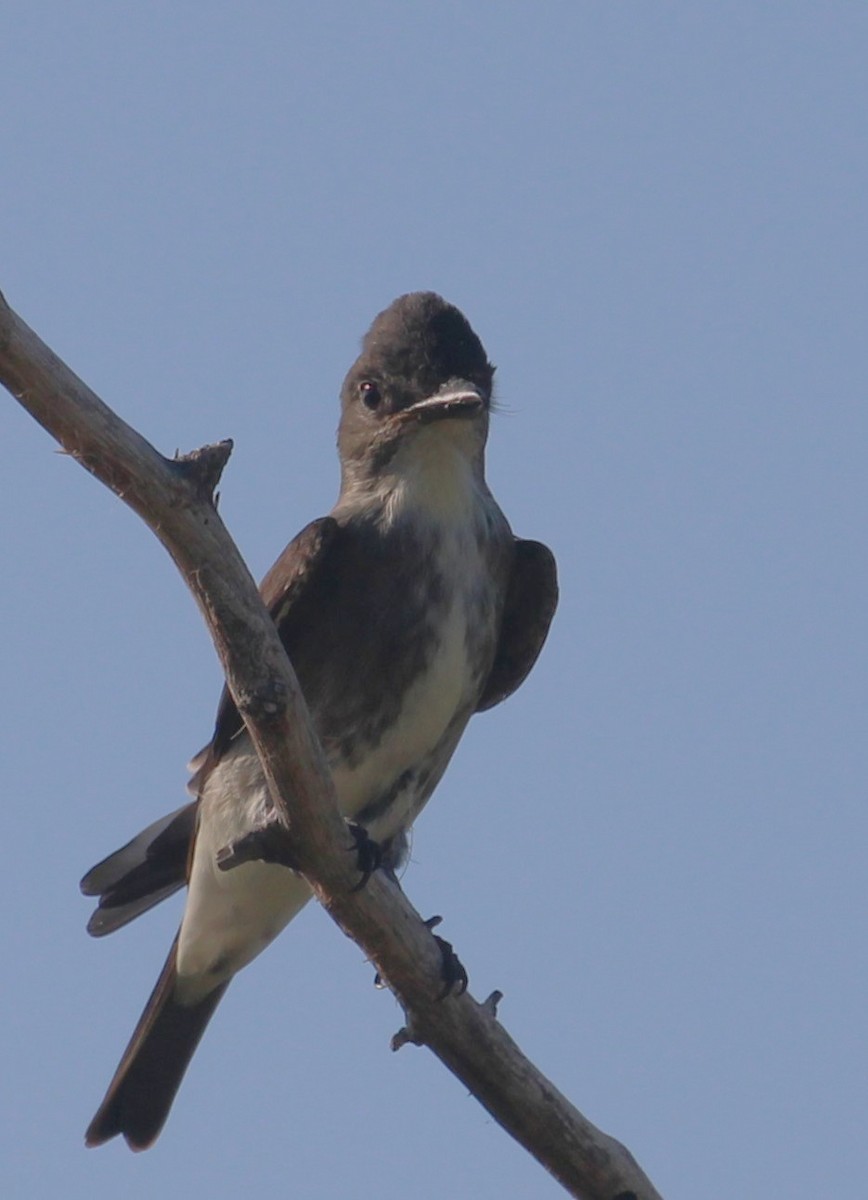 Boreal Sinekkapan - ML642136158