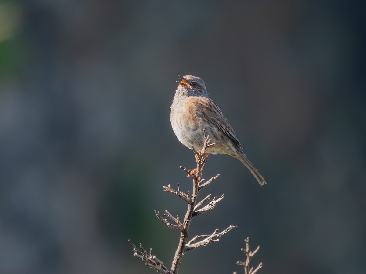 Dunnock - ML642136163