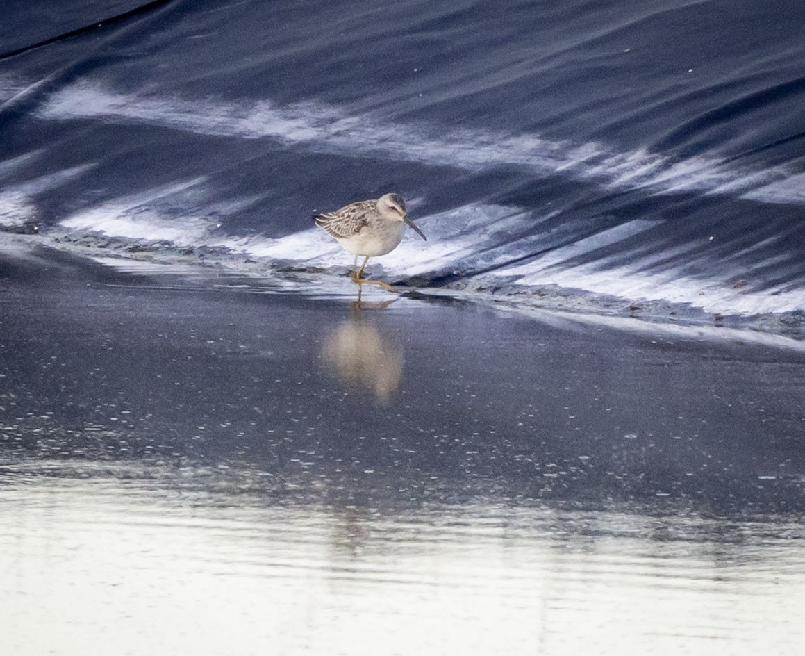 Stilt Sandpiper - ML642136178