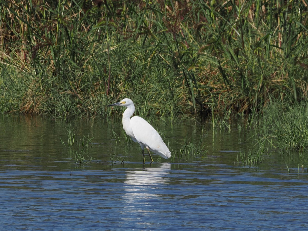 Snowy Egret - ML642136198