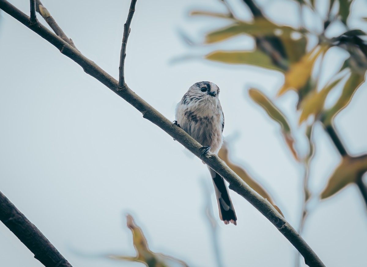 Long-tailed Tit - ML642136201
