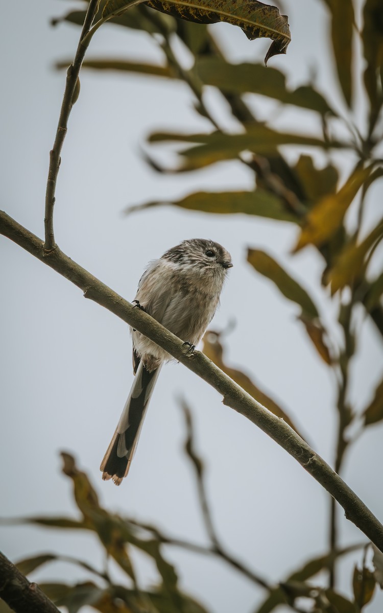 Long-tailed Tit - ML642136202