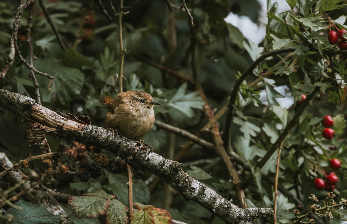 Eurasian Wren - ML642136204