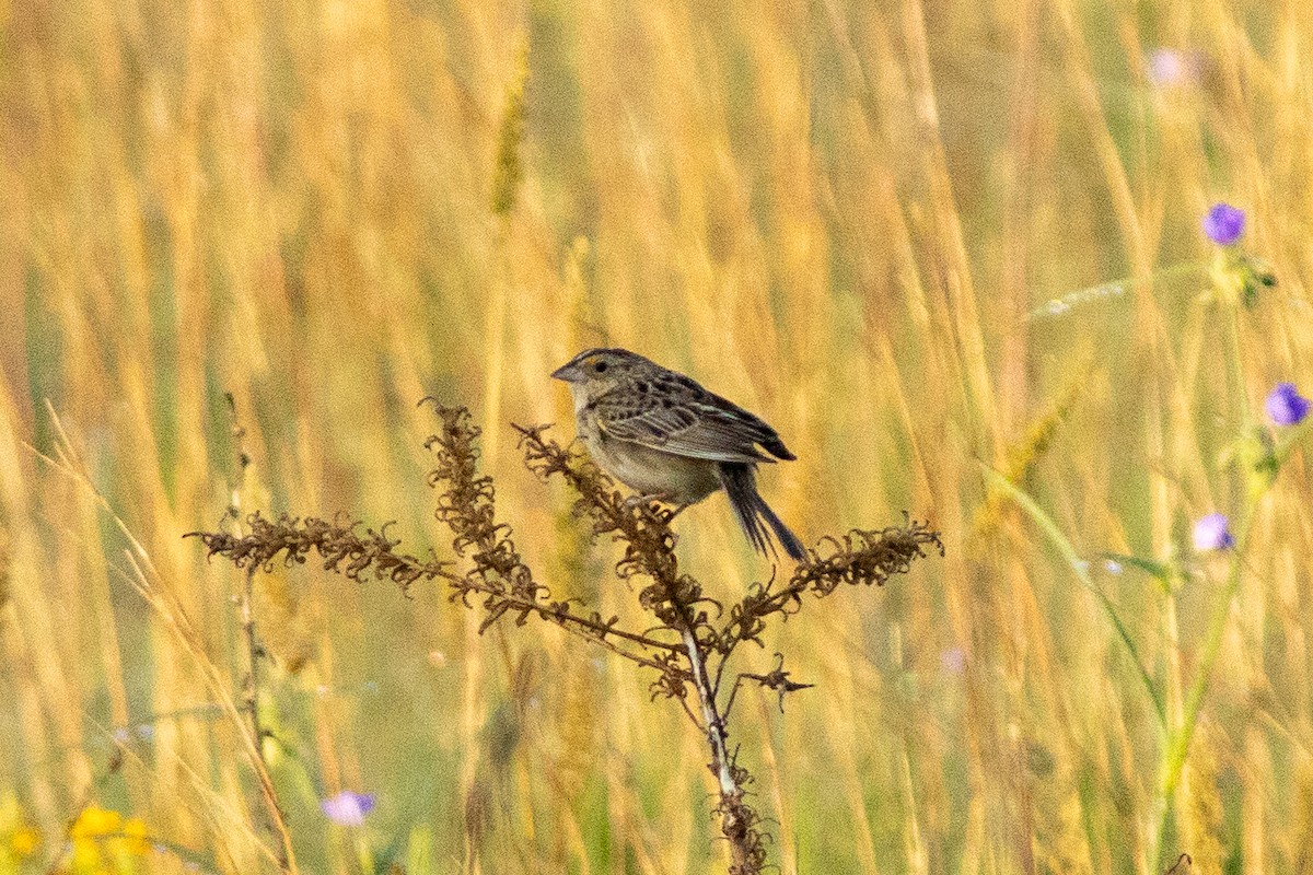 Chingolo Saltamontes - ML642136208
