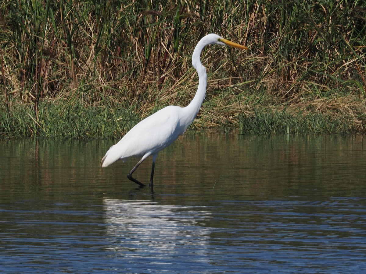 Great Egret - ML642136216