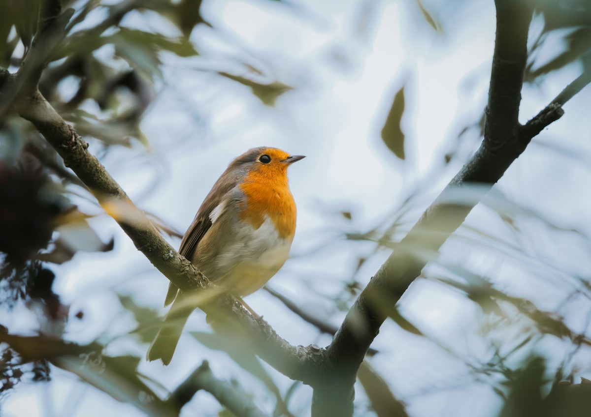 European Robin - ML642136221