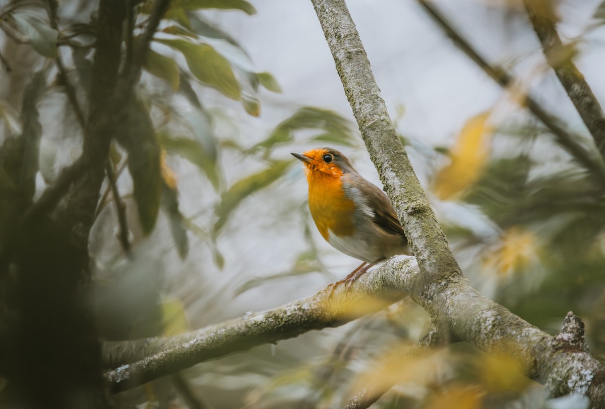 European Robin - ML642136222