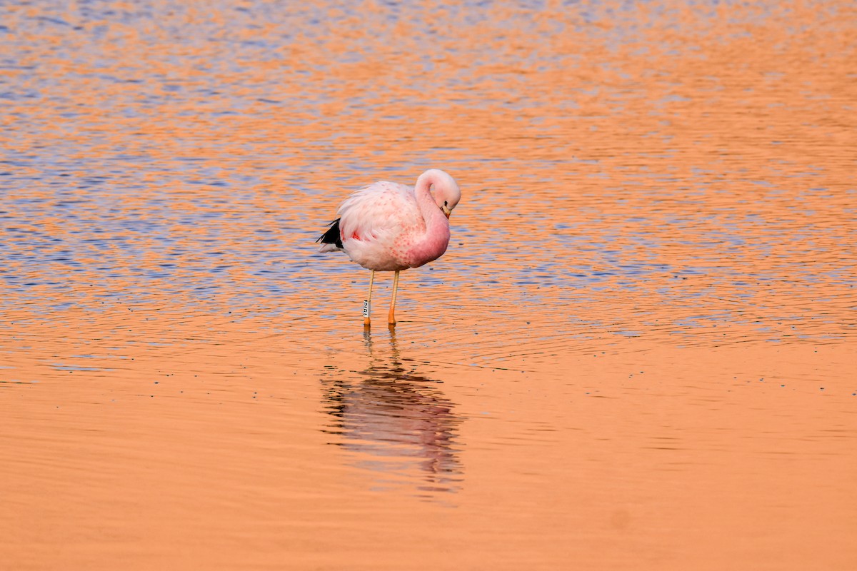 Andenflamingo - ML642136223