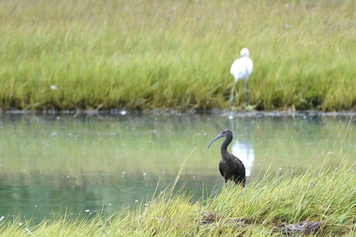 Glossy Ibis - ML642136225