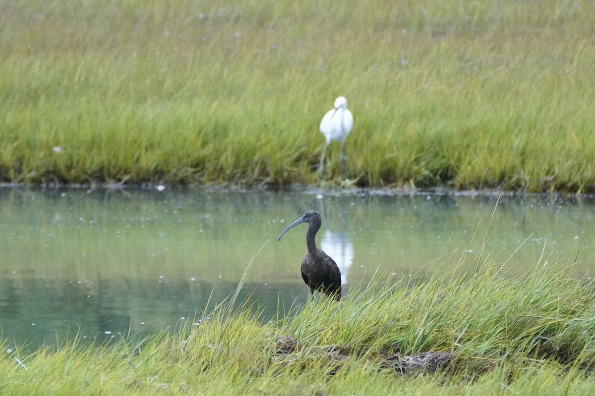 Glossy Ibis - ML642136226