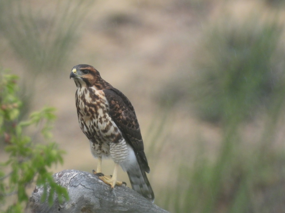 Gray Hawk - ML642136228