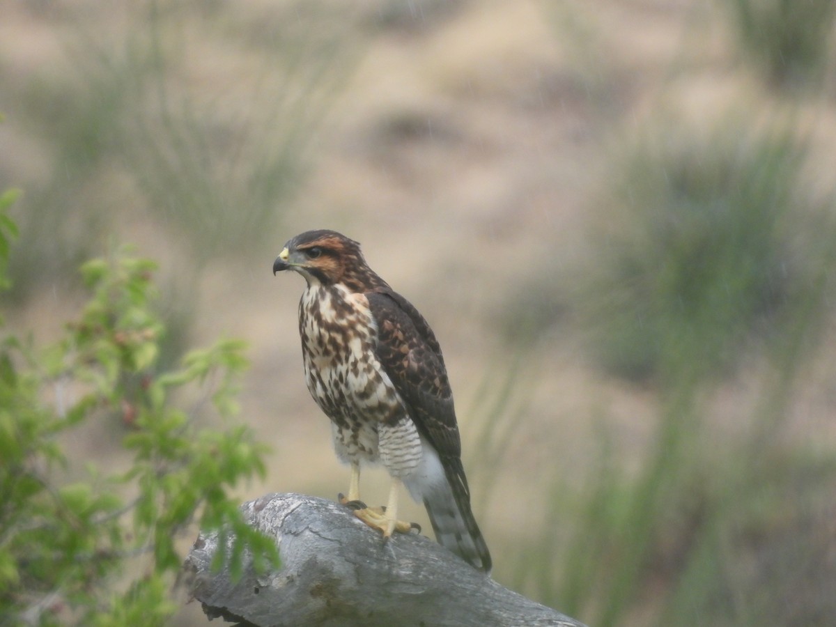Gray Hawk - ML642136229