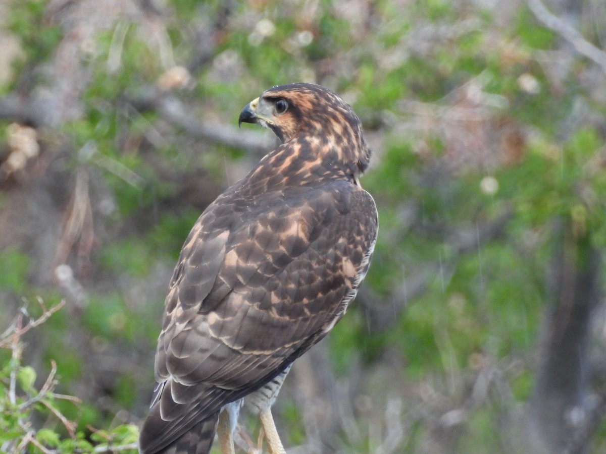 Gray Hawk - ML642136230