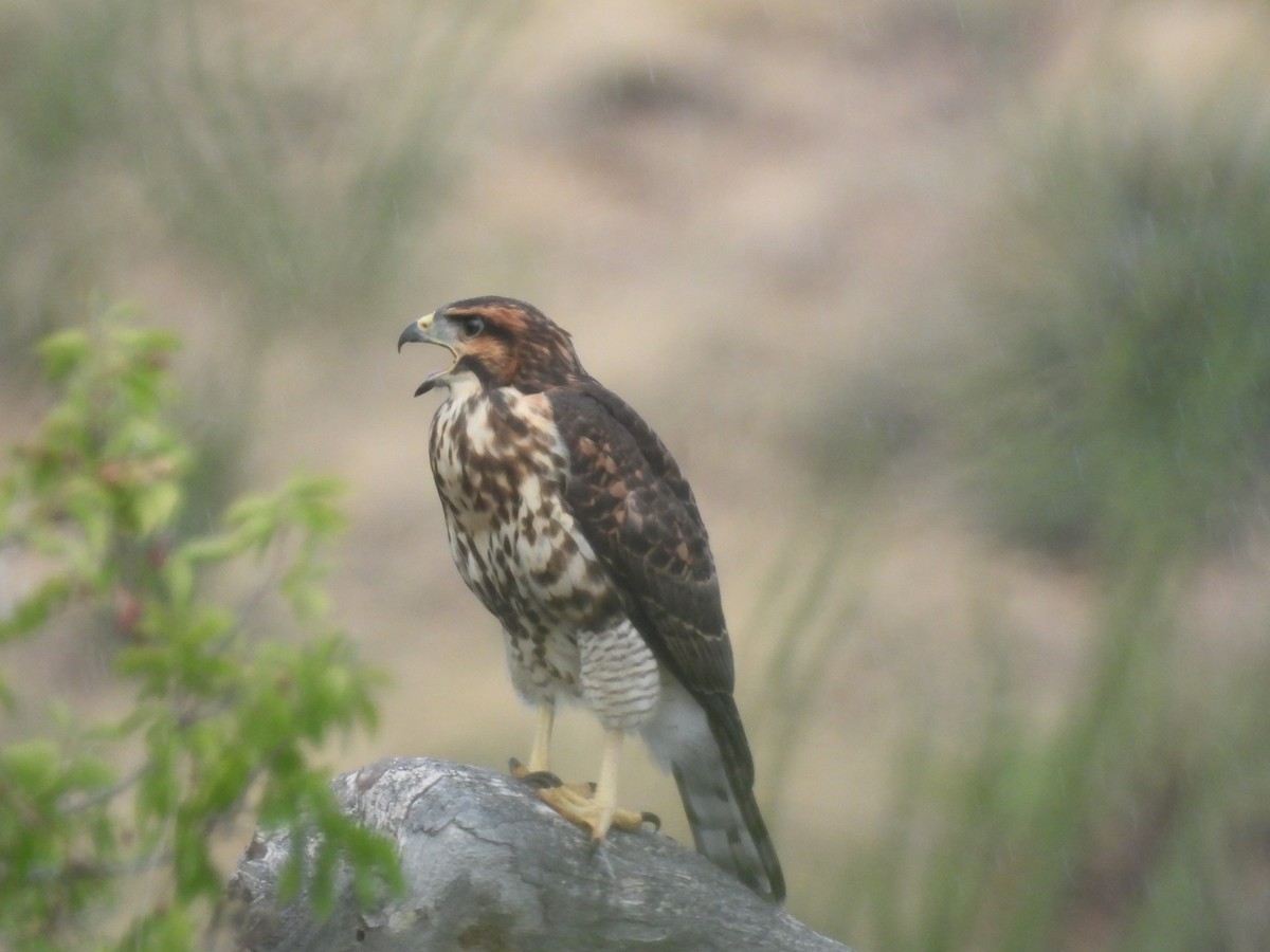 Gray Hawk - ML642136231