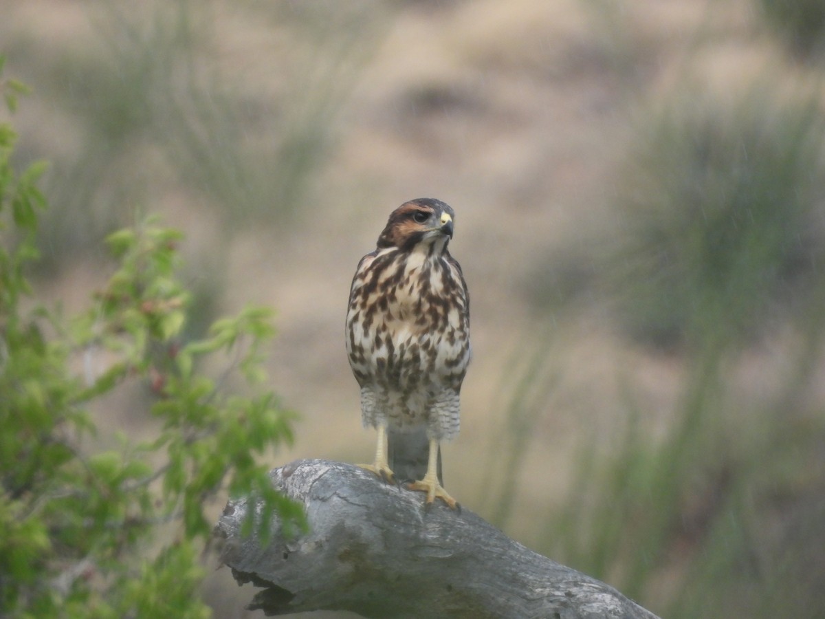 Gray Hawk - ML642136232