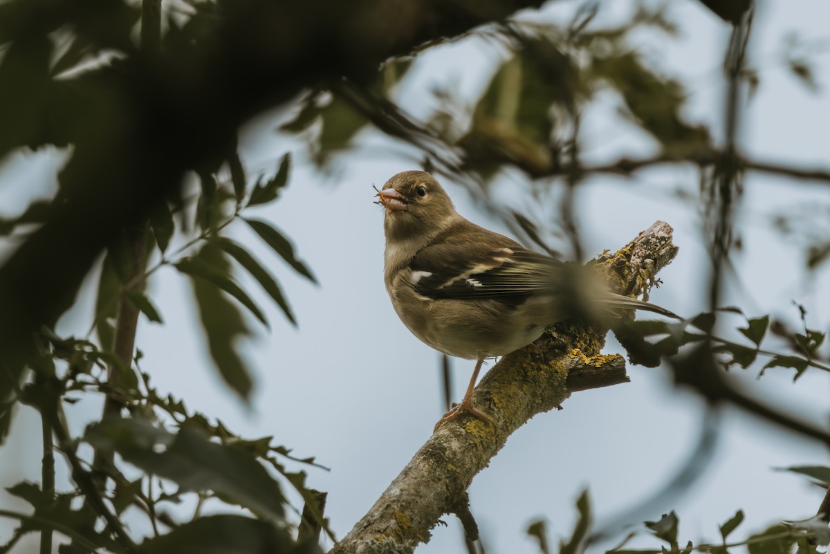 pěnkava obecná - ML642136235