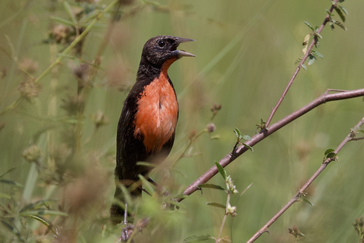 Red-breasted Meadowlark - ML642136243