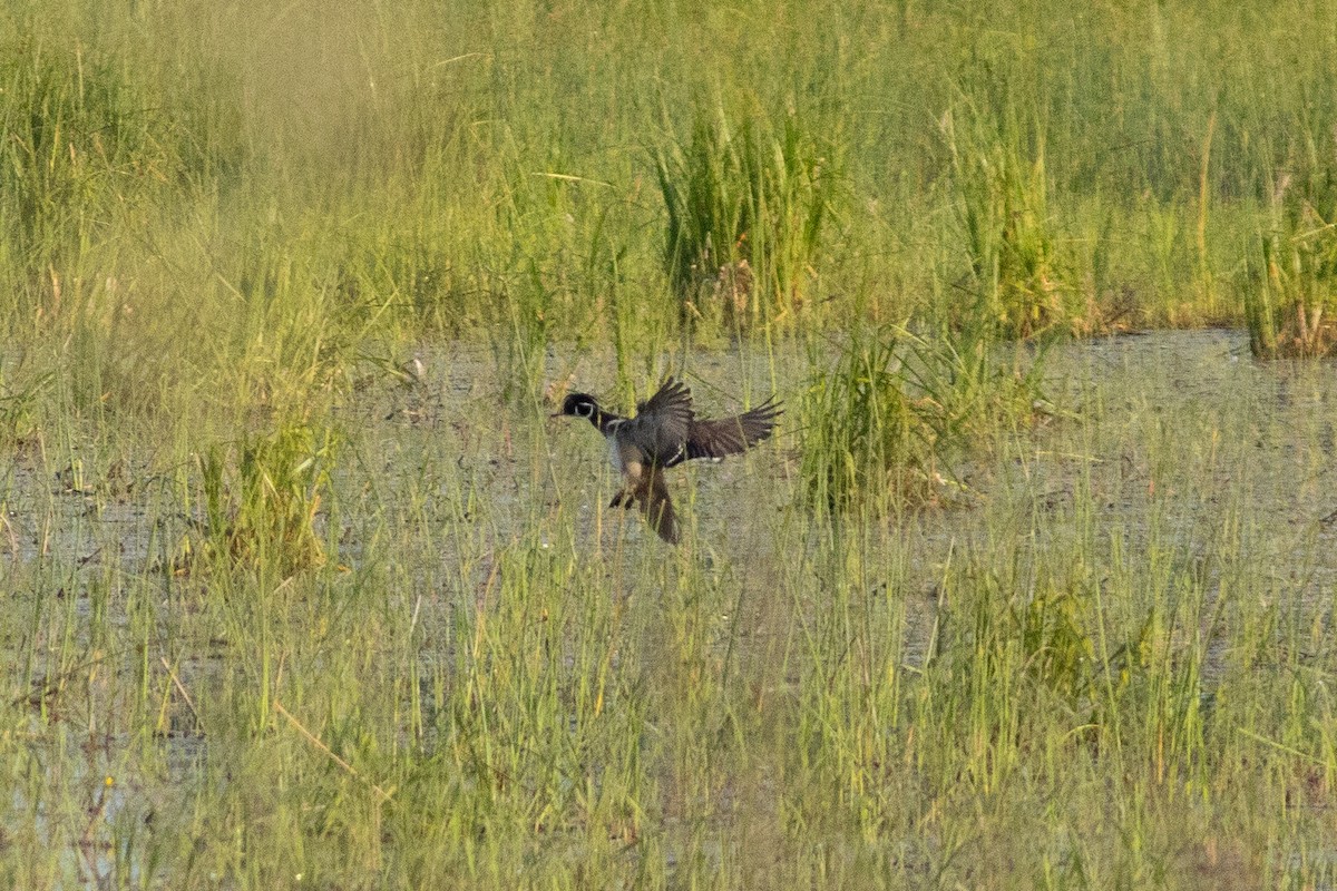 Pato Joyuyo - ML642136247