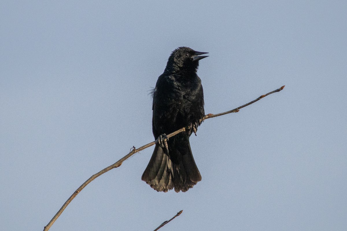 Red-winged Blackbird (Red-winged) - ML642136248