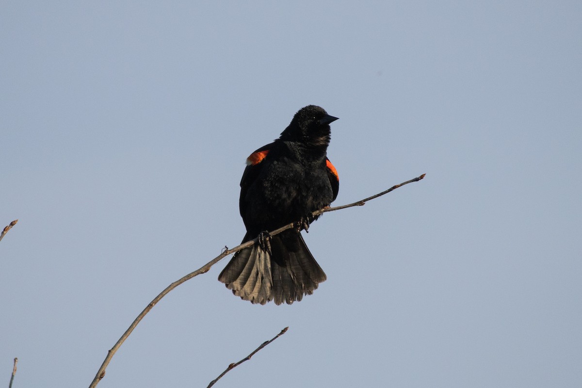 Red-winged Blackbird (Red-winged) - ML642136250