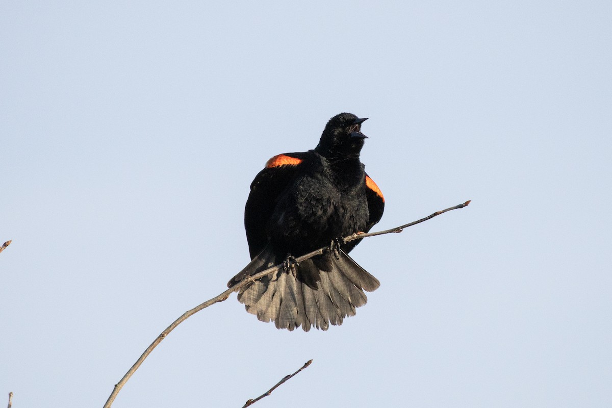 Red-winged Blackbird (Red-winged) - ML642136251