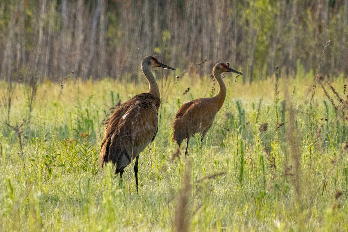 Grulla Canadiense - ML642136252