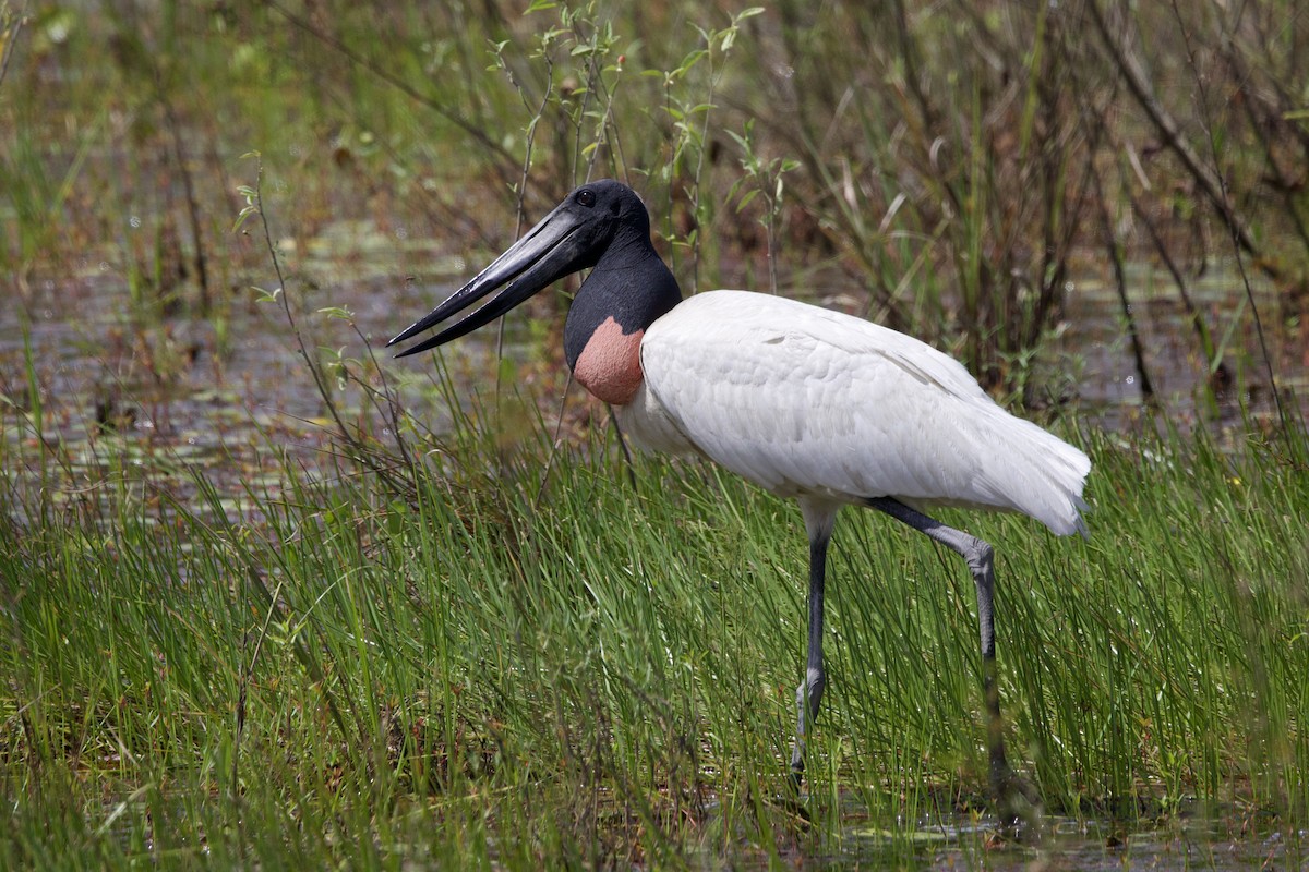 Jabiru - ML642136260