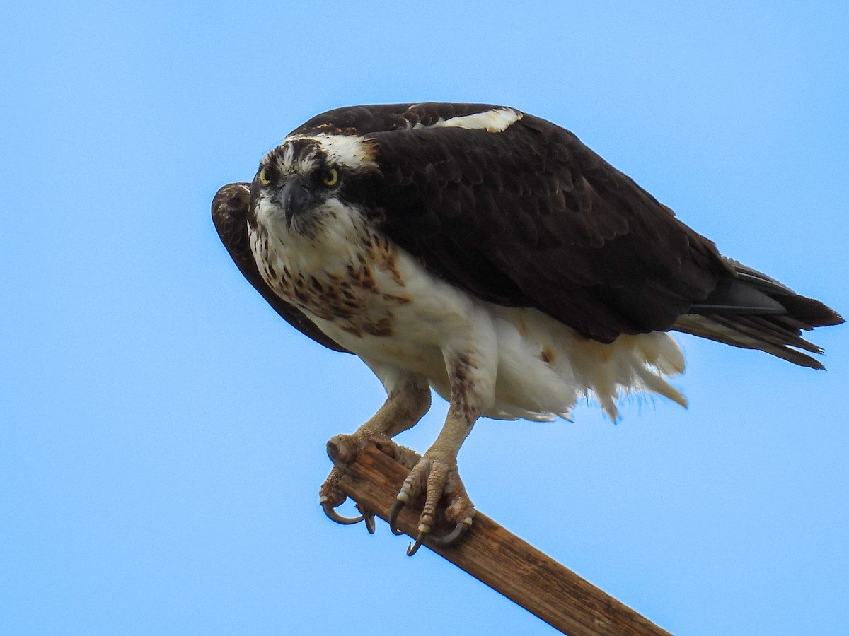 Águila Pescadora - ML642136266