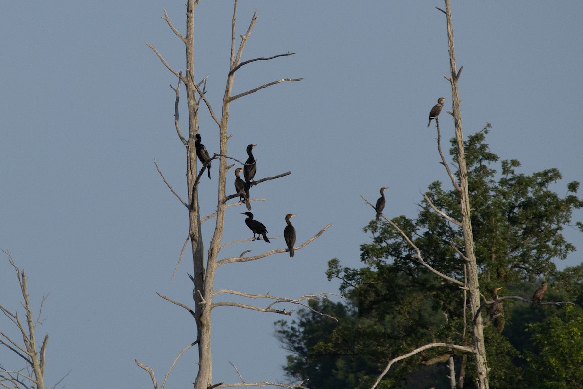 Cormorán Orejudo - ML642136268