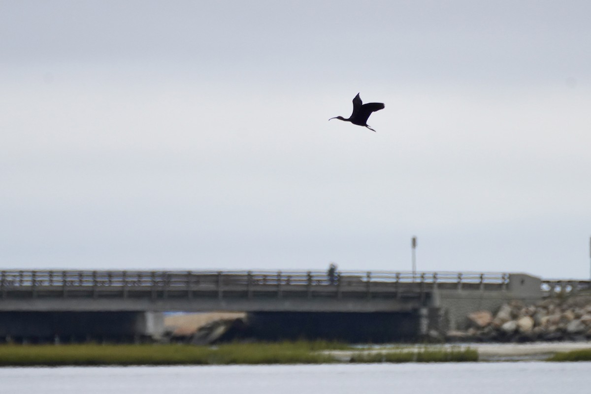 Glossy Ibis - ML642136270