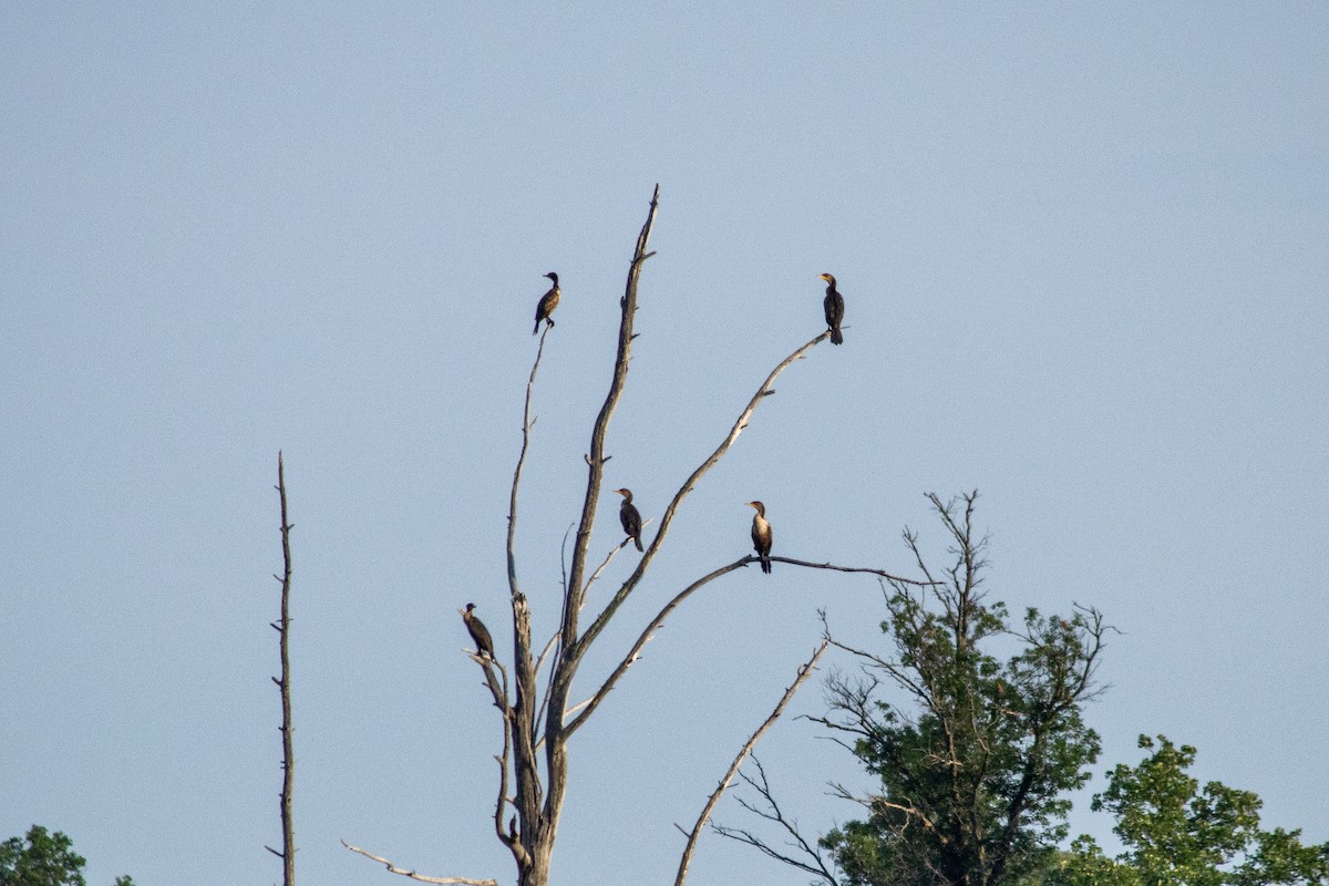 Cormorán Orejudo - ML642136271