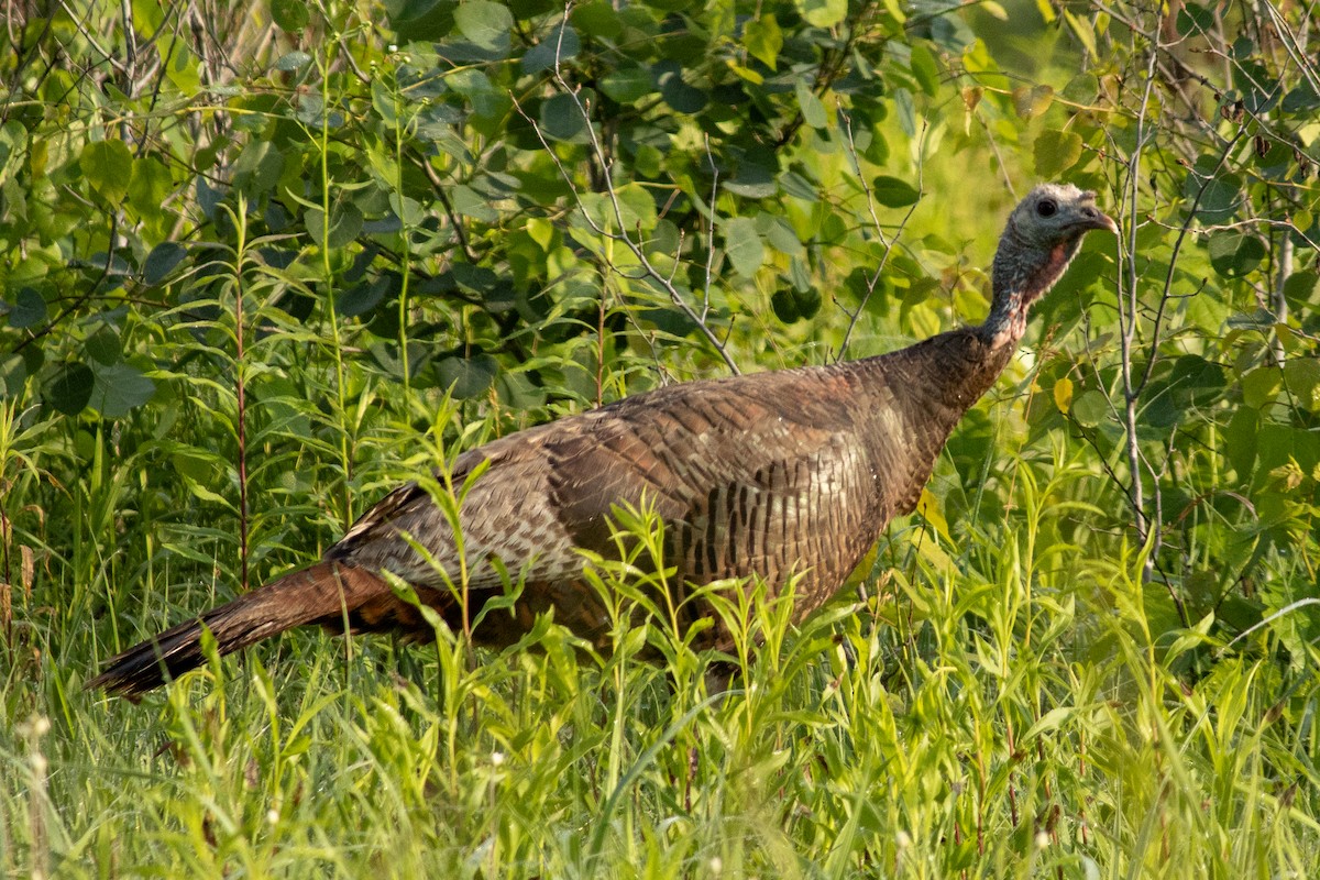 Guajolote Gallipavo - ML642136277