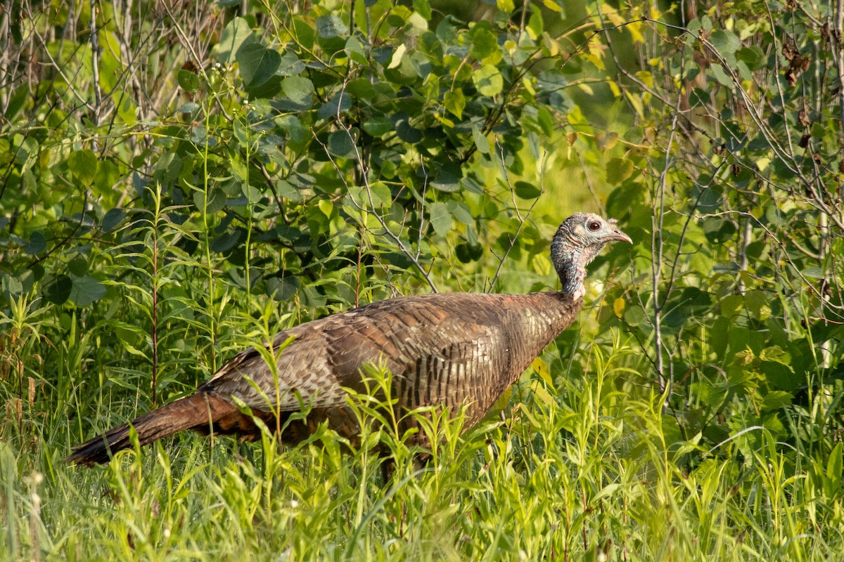 Guajolote Gallipavo - ML642136279