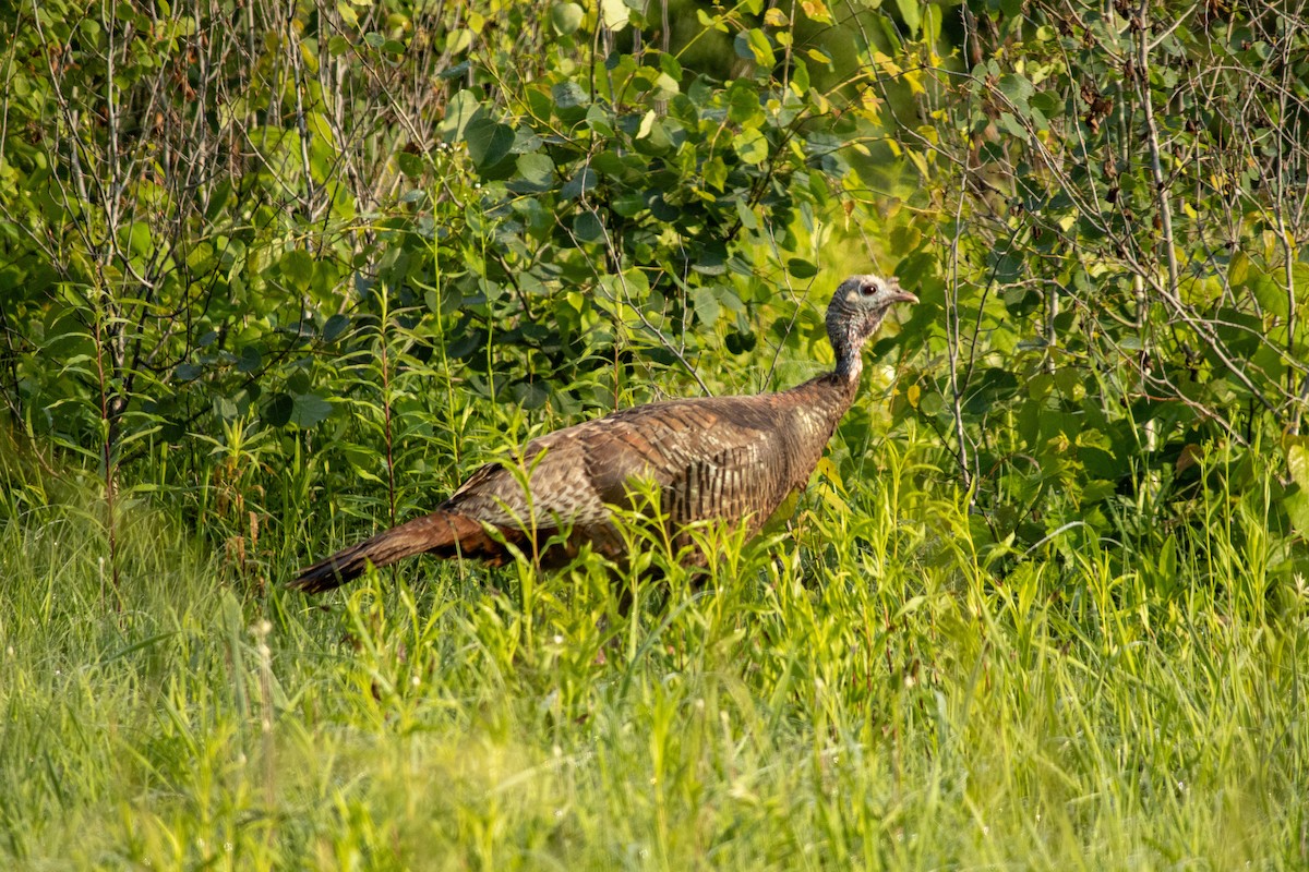 Guajolote Gallipavo - ML642136283