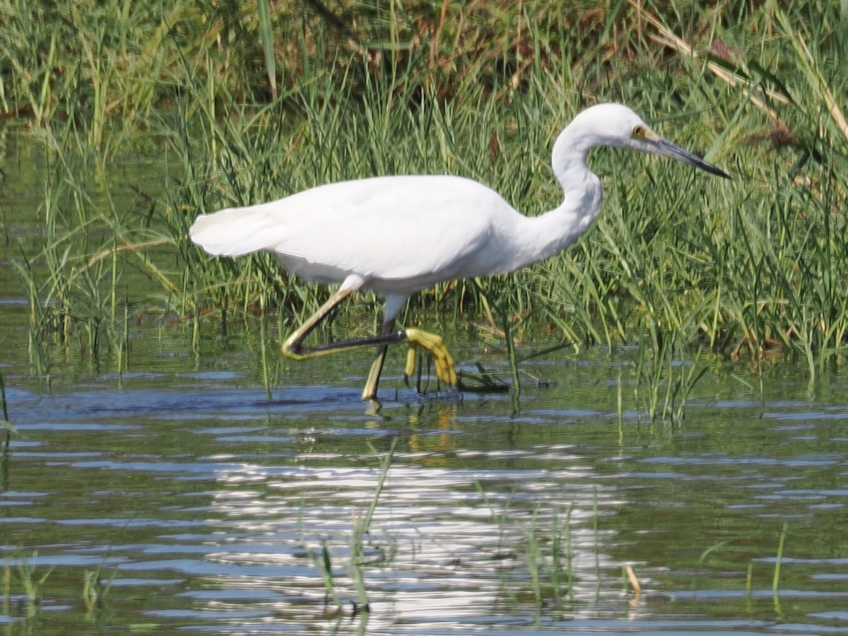 Snowy Egret - ML642136287