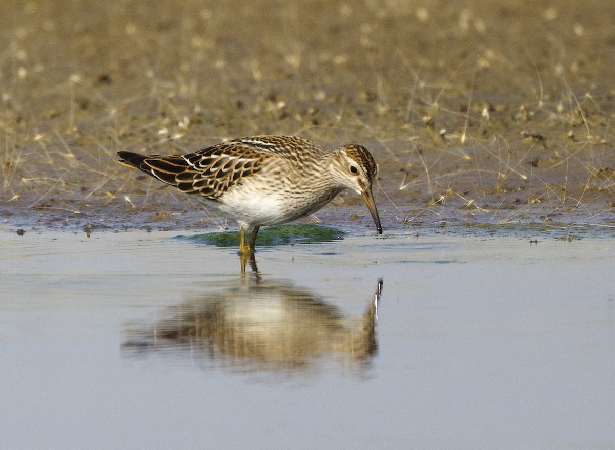 Pectoral Sandpiper - ML642136291