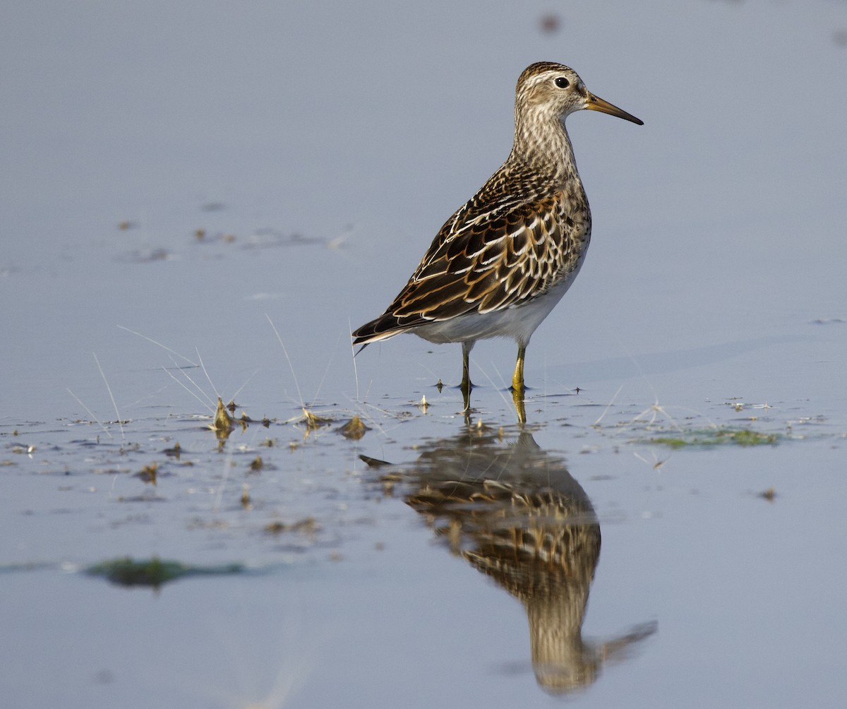 Pectoral Sandpiper - ML642136294