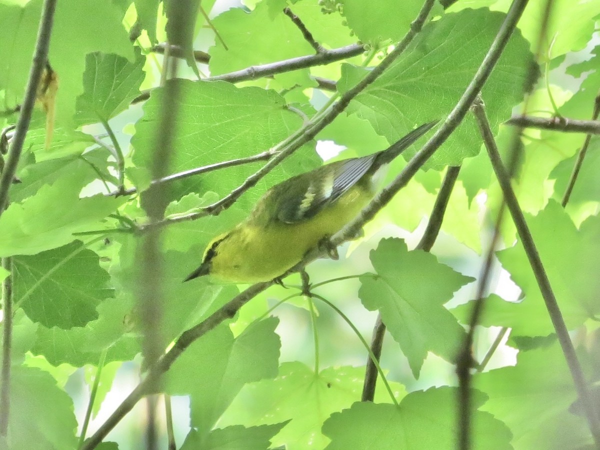 Blue-winged Warbler - ML642136297