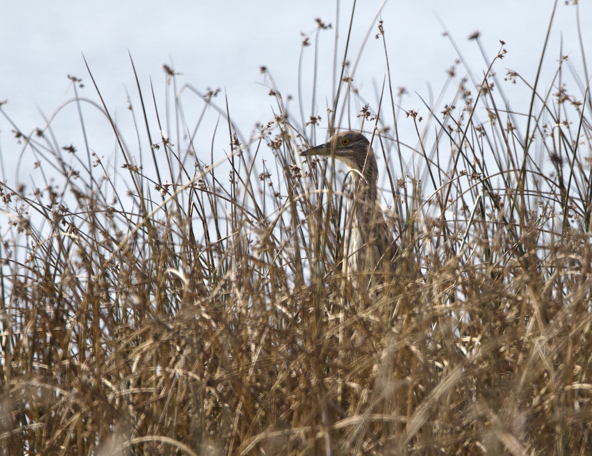 Black-crowned Night Heron - ML642136299