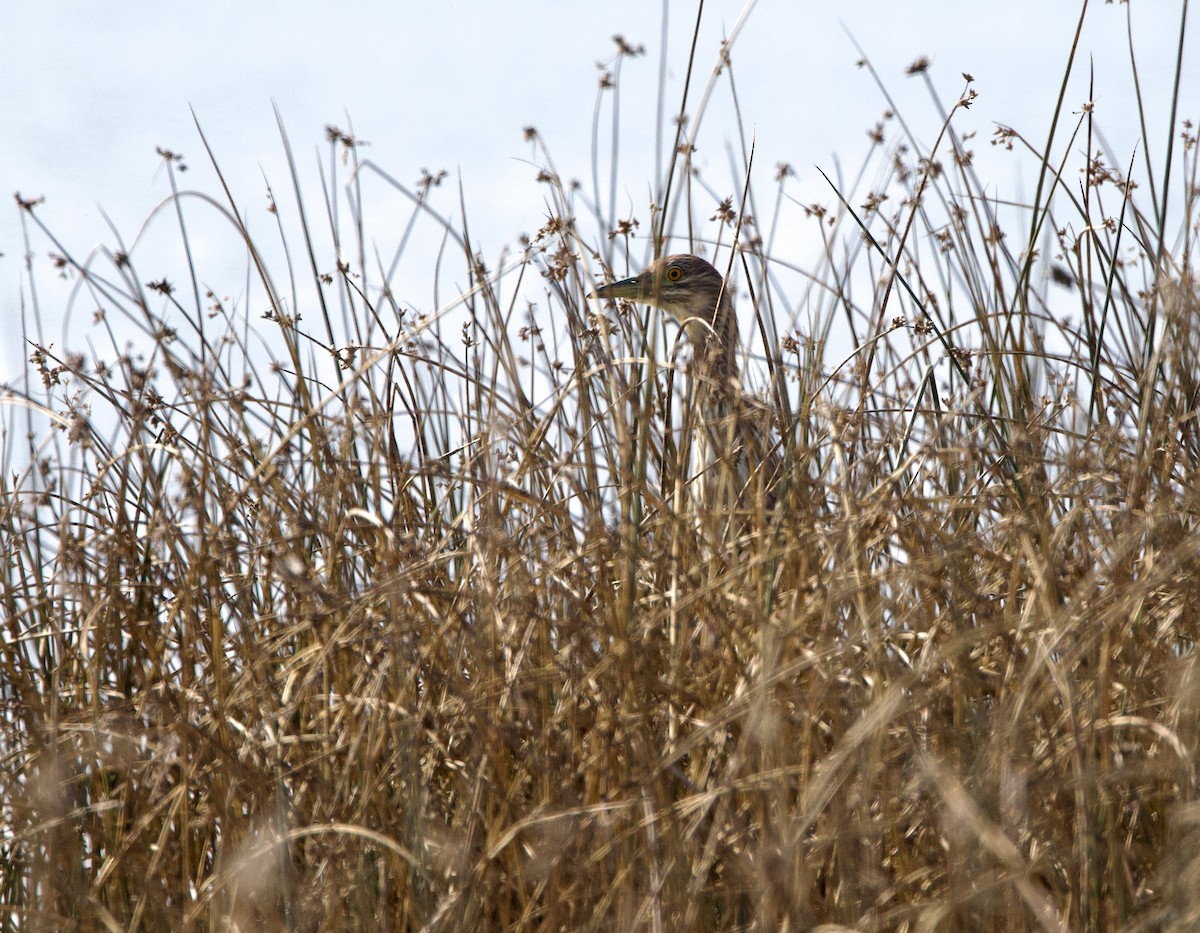 Black-crowned Night Heron - ML642136300