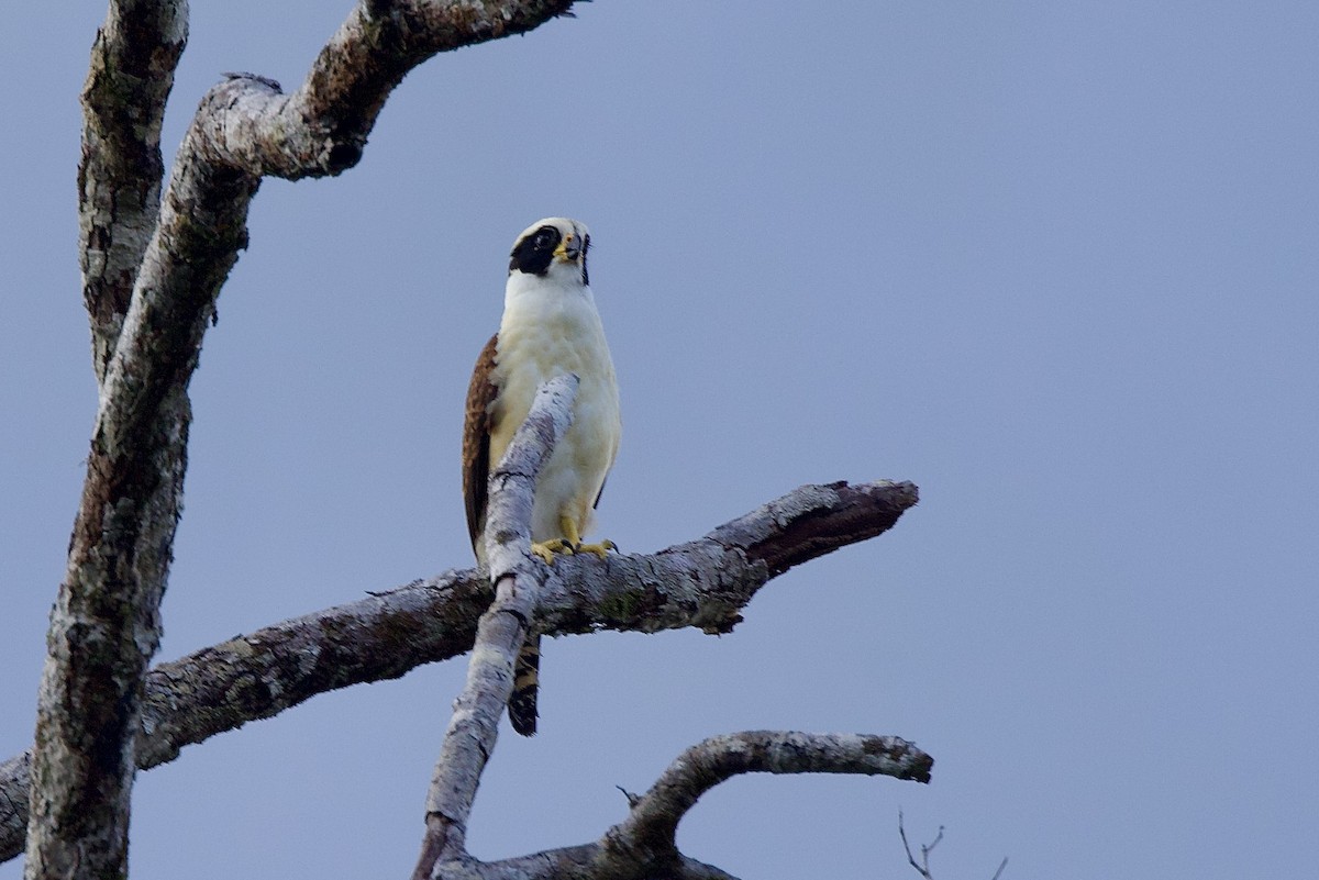 Laughing Falcon - ML642136302