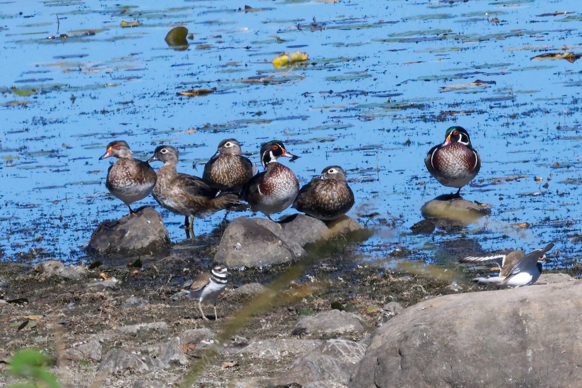 Canard branchu - ML642136312