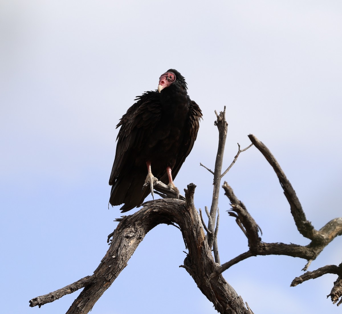 Turkey Vulture - ML642136316