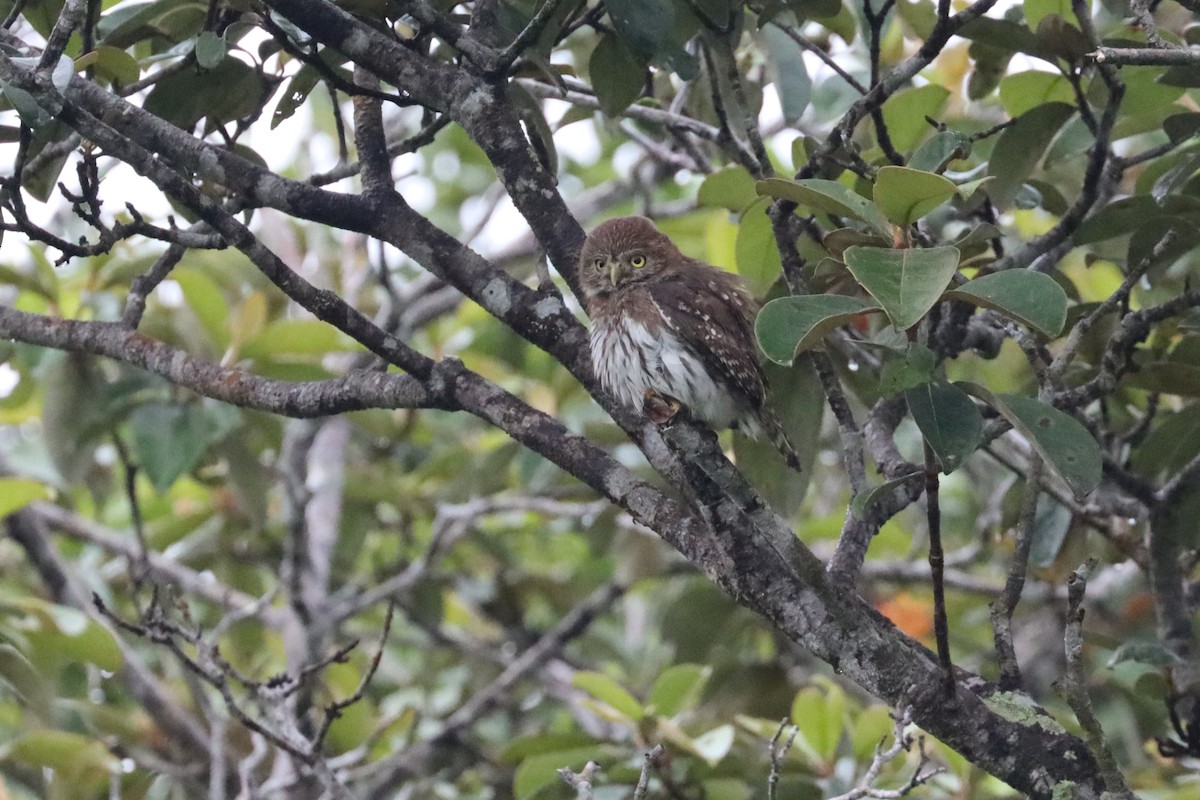 Ferruginous Pygmy-Owl - ML642136326