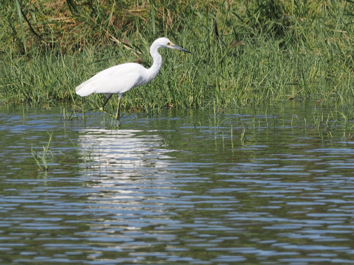 Snowy Egret - ML642136332
