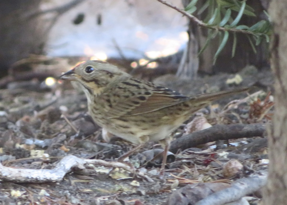 gråbrynspurv - ML642136347