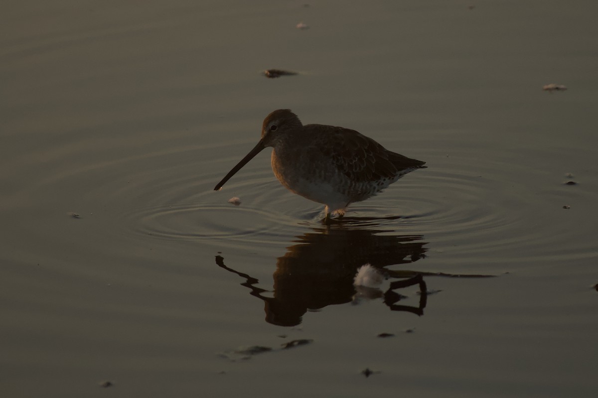 Long-billed Dowitcher - ML642136355